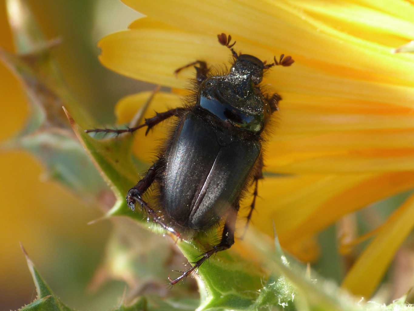 Il mio primo Pachypus (candidae?)